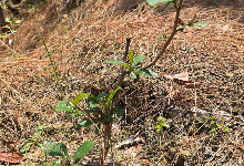 Impact Project Image